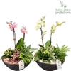 arr2 SPP PH012 EBBI MED WHITE/PINK
