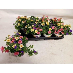 Calibrachoa Triobells Pastel gemeng