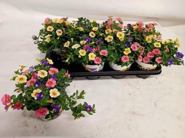 <h4>Calibrachoa Triobells Pastel gemeng</h4>