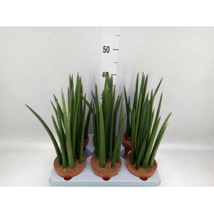 Sansevieria cyl.  ...