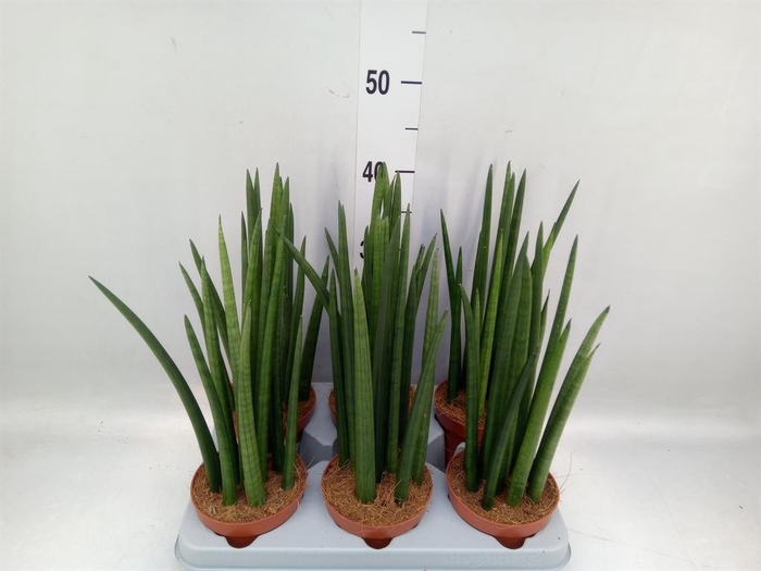 <h4>Sansevieria cyl. ...</h4>