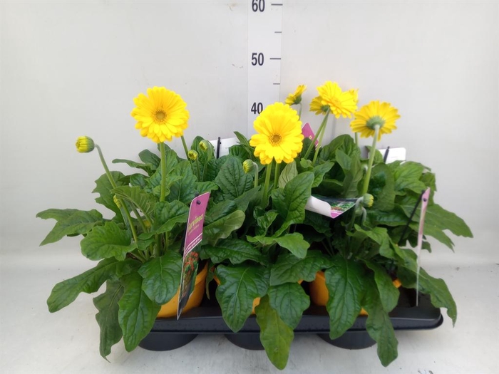 <h4>Gerbera  'Garvinea Sweet Smile'</h4>