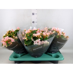 Begonia elat. EN 'Betulia Light'
