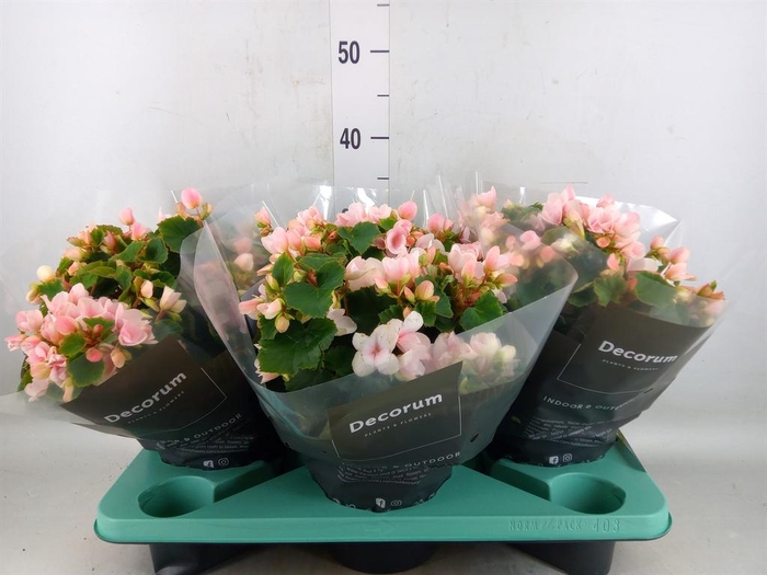 <h4>Begonia elat. EN 'Betulia Light'</h4>