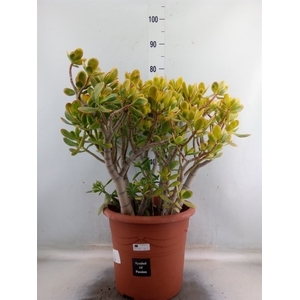 Crassula ovata 'Sunset'