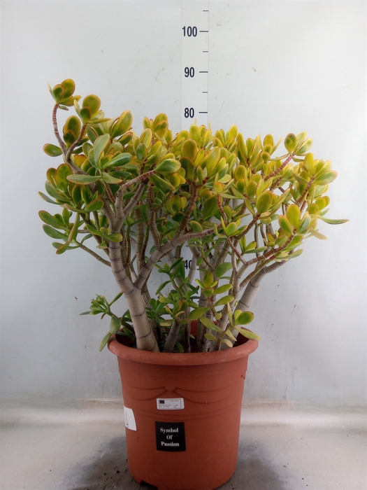 <h4>Crassula ovata 'Sunset'</h4>