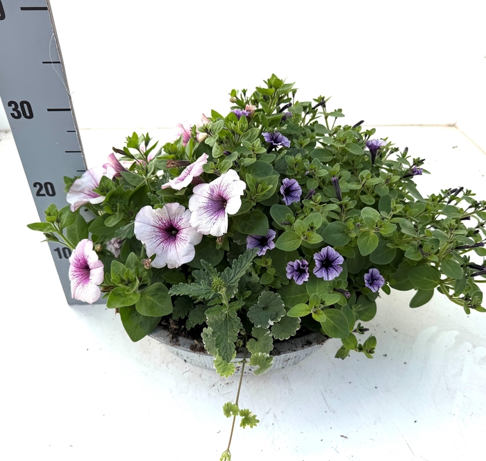 <h4>PERKPL GEM IN POT</h4>