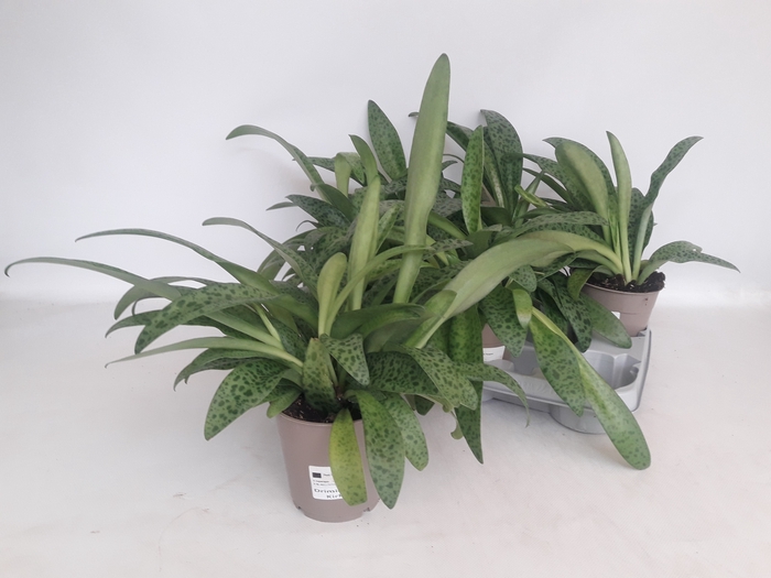 <h4>DRIMIOPSIS MACULATA</h4>