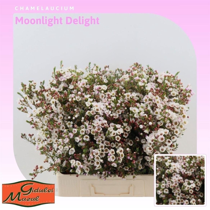 <h4>Chame Moonlight Delight</h4>
