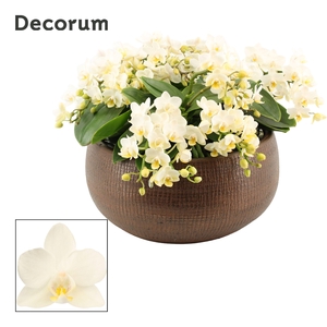 Terra table 12+ tak symphony Whitney (Deco-collection)