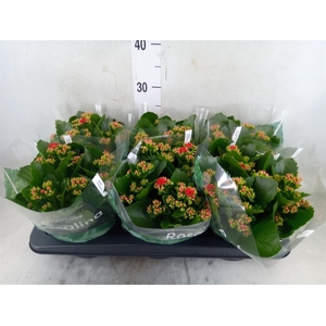 Kalanchoe blos. 'RosDon Justino'