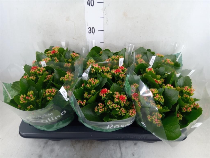 <h4>Kalanchoe blos. 'RosDon Justino'</h4>