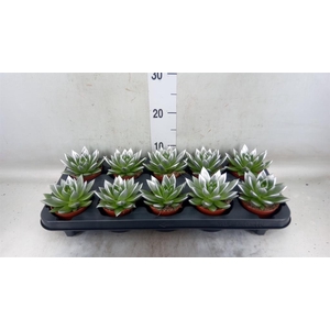 Echeveria  'Miranda'