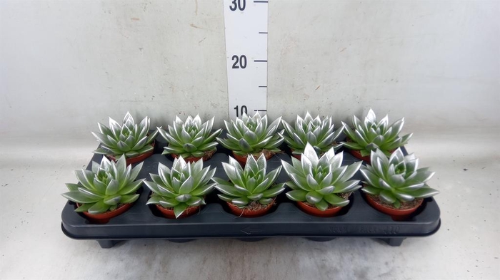 <h4>Echeveria  'Miranda'</h4>