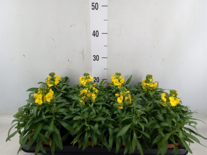 <h4>Erysimum linifolium</h4>