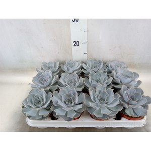 Echeveria lilacina
