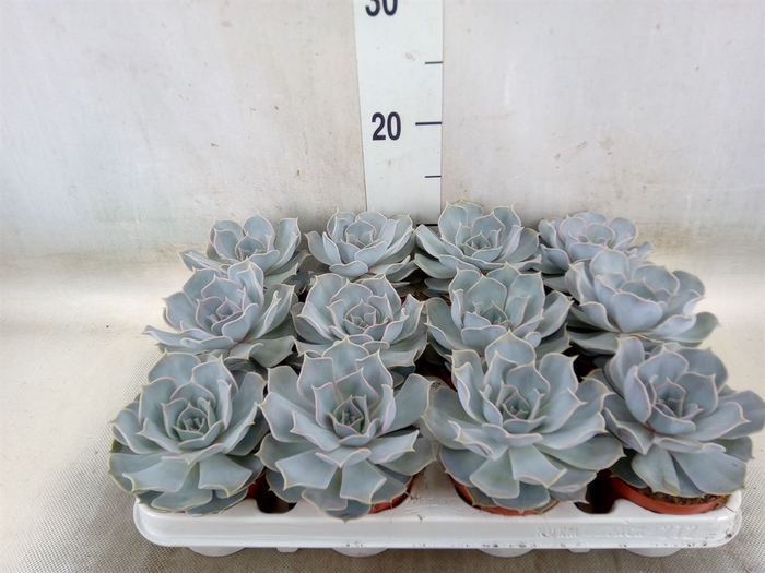 <h4>Echeveria lilacina</h4>