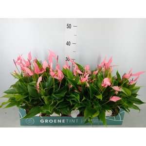 Anthurium andr. 'Lilli'