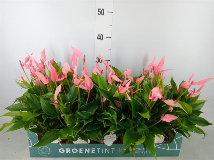 <h4>Anthurium andr. 'Lilli'</h4>