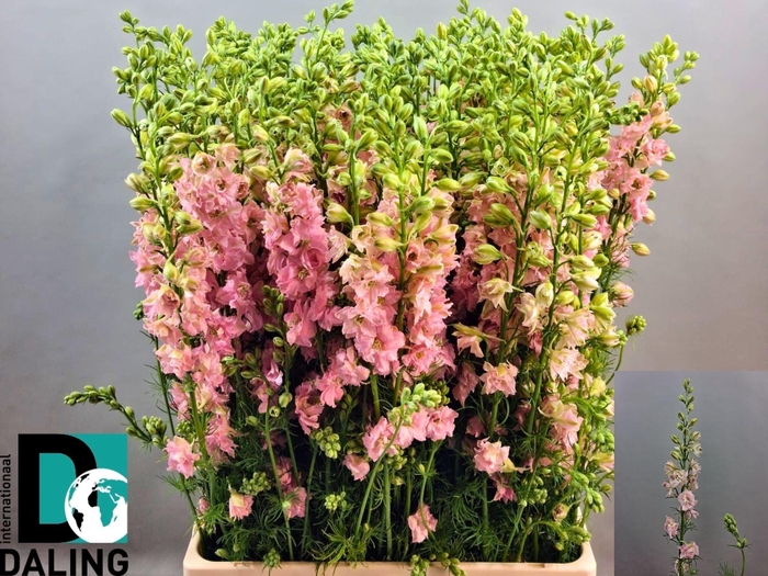 <h4>CONS R Q LIGHT PINK</h4>