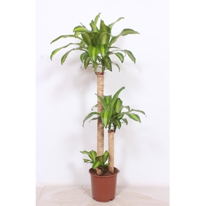 Dracaena Massangeana 90-45-15