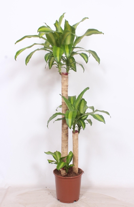 <h4>Dracaena Massangeana 90-45-15</h4>