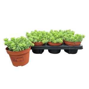 SEDUM BURRITO
