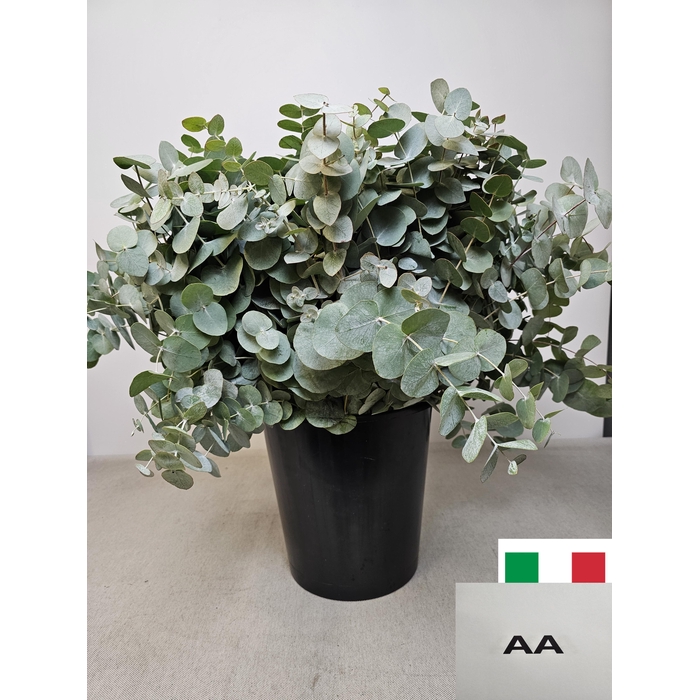 <h4>EUC CINEREA PER STEEL -IT-</h4>