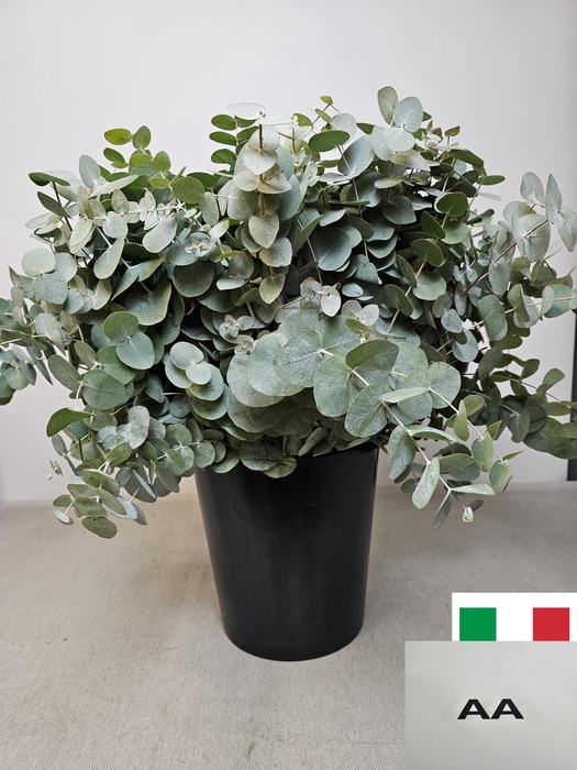 EUC CINEREA PER STEEL VERTAKT-IT-