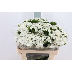 Di Barb Duke White 60 Cm