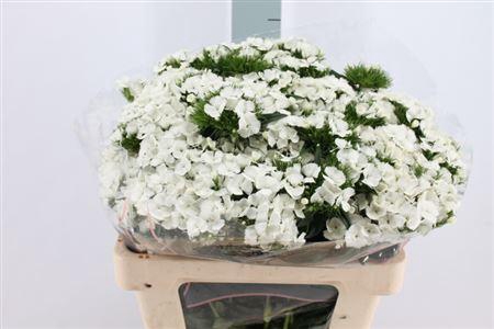 <h4>Di Barb Duke White 60 Cm</h4>