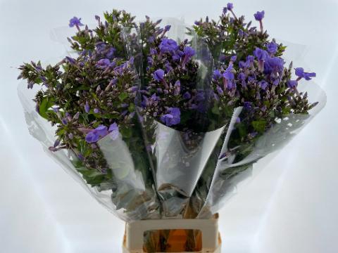 <h4>PHLOX P BUTTERFLY</h4>