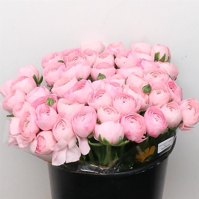 <h4>Ran Su Sr Rosa 416 Super</h4>