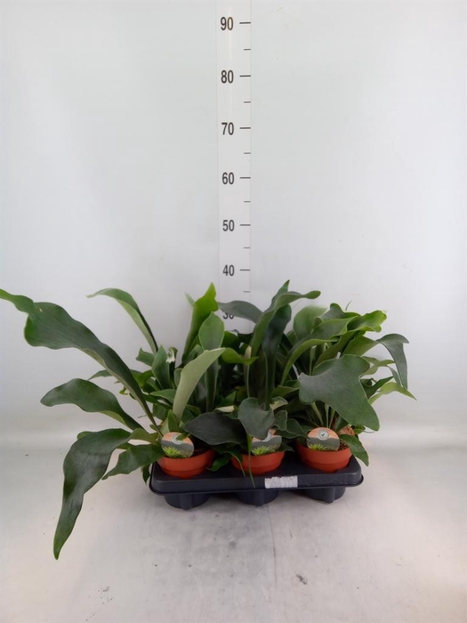 <h4>Platycerium bifurc.</h4>