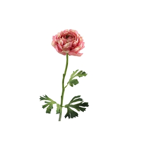 Ranunculus Mauve