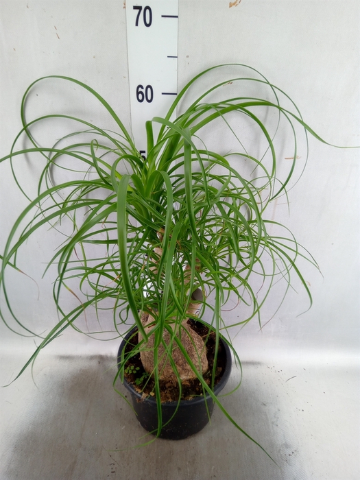 <h4>Beaucarnea recurvata</h4>