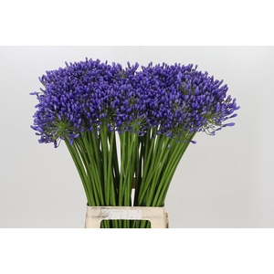 Agapanthus Queen Of The Ocean