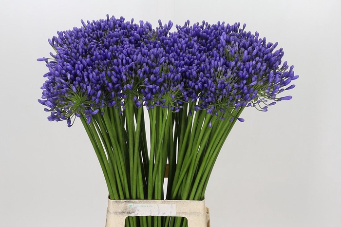 <h4>Agapanthus Queen Of The Ocean</h4>