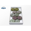 Echeveria Lindsyana Glitter Mix Lovely Christmas Wincx-12cm