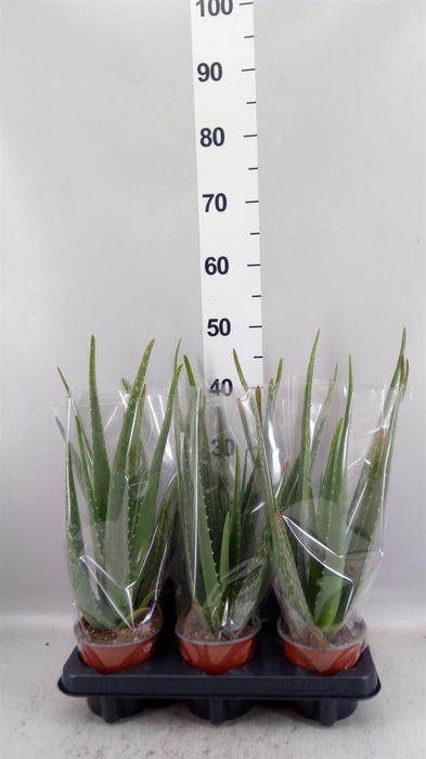 <h4>Aloe vera</h4>