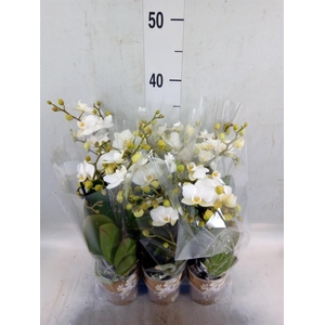 Phalaenopsis multi. 'Ant Zurich'