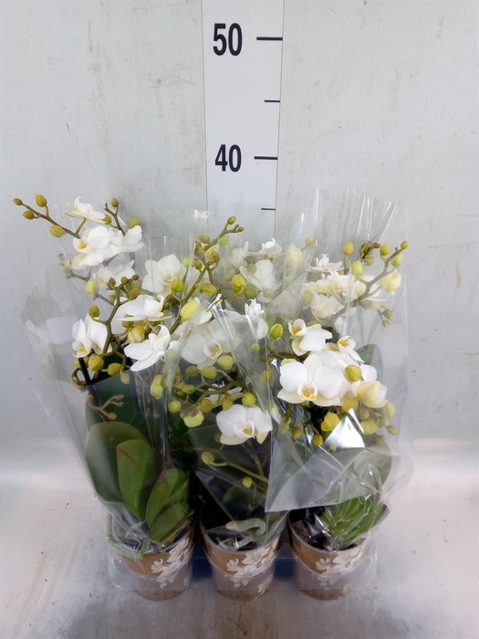 <h4>Phalaenopsis multi. 'Ant Zurich'</h4>