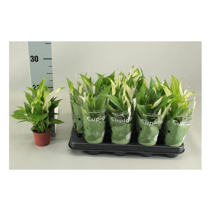 <h4>Spathiphyllum Pearl Cupido 7Ø 25cm 3fl</h4>