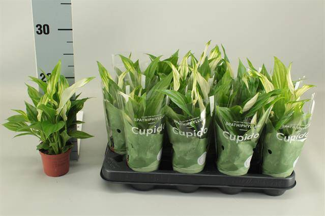 Spathiphyllum Pearl Cupido 7Ø 25cm 3fl