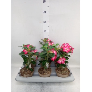 Adenium obesum 'Anouk'