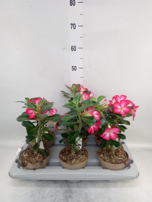 <h4>Adenium obesum 'Anouk'</h4>