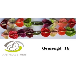 Anthurium andr.   ...mix
