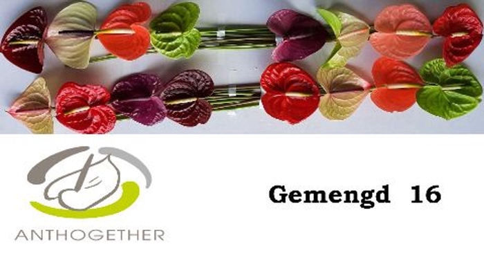 <h4>Anthurium andr.   ...mix</h4>
