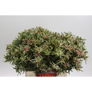 Leucadendron Ayoba Star Pearl