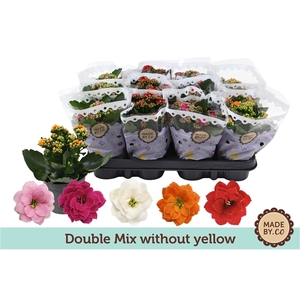 Kalanchoë Double Mix without yellow